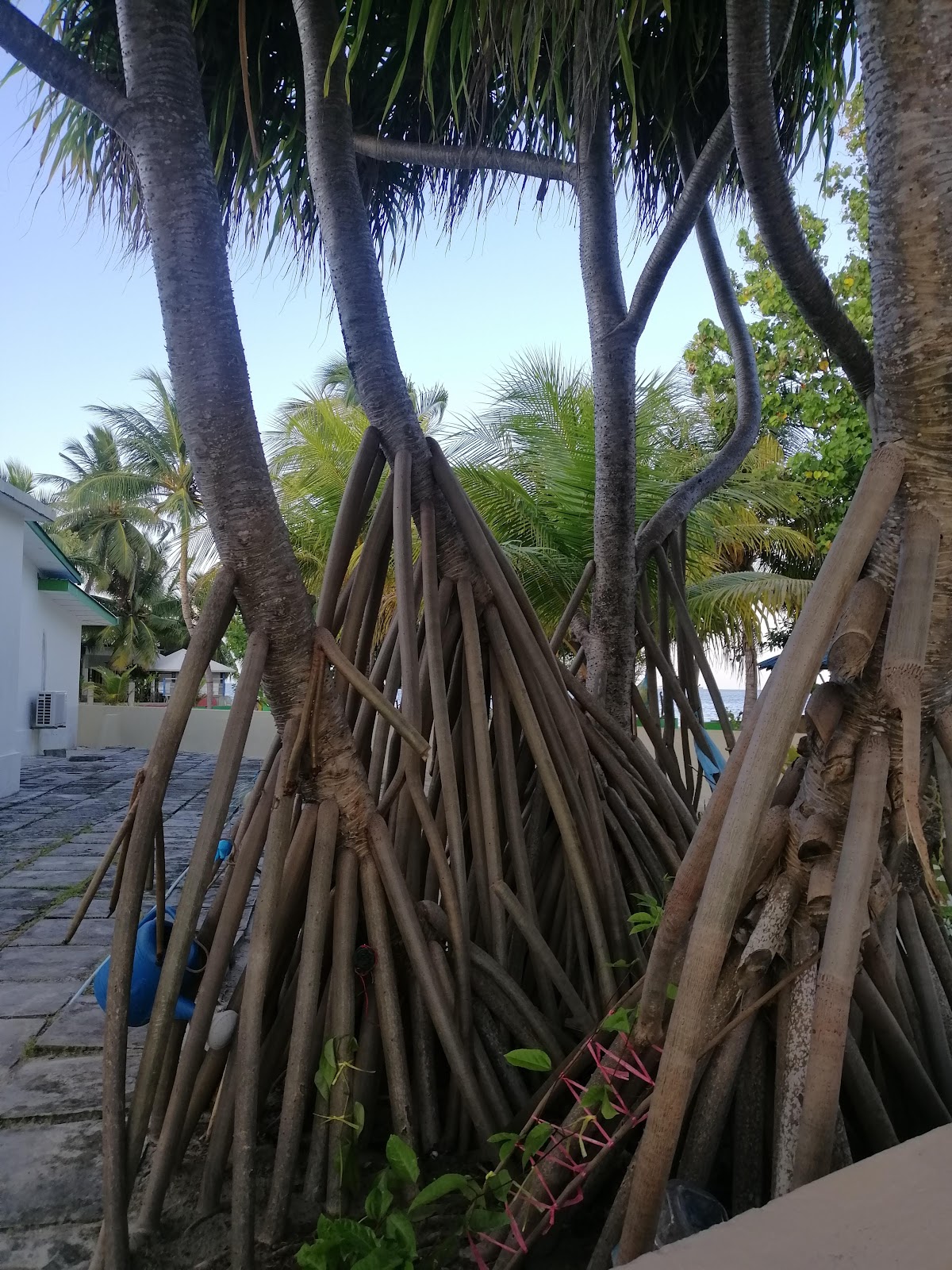 Cornerstay Dhangethi Maldives guide image