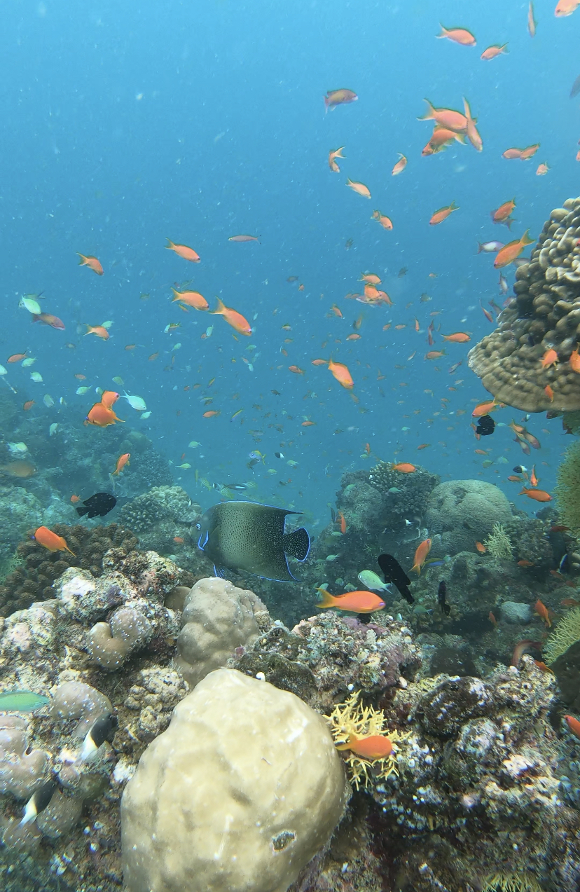 Naifaru Hotels Guide Maldives guide image